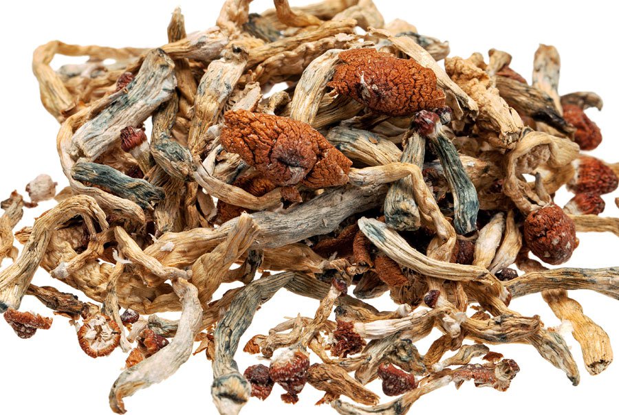 mushoorms dried