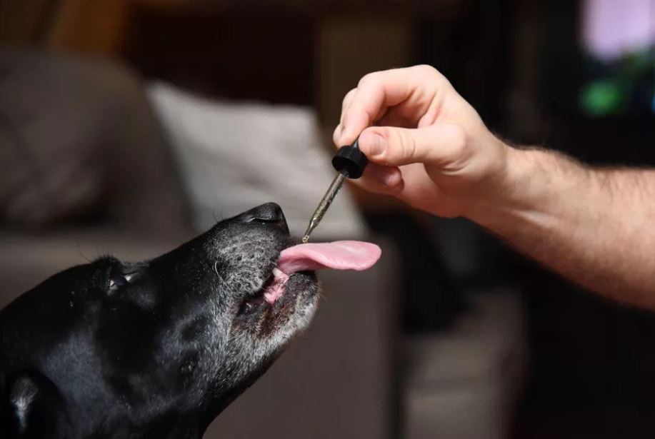 pet CBD