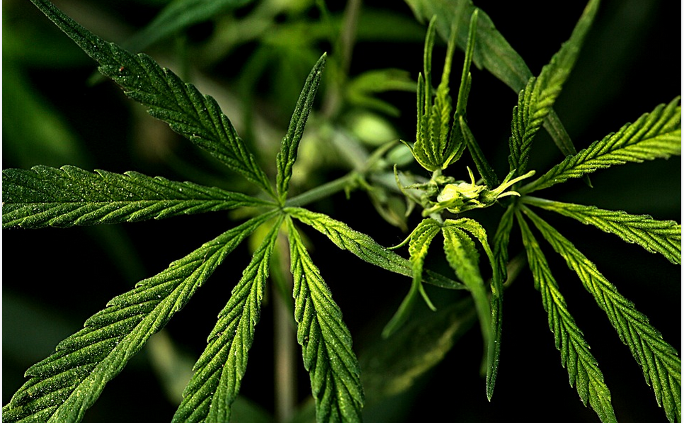 marijuana plant
